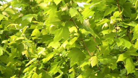 Sunlit Green Plane Tree Leaves Swaying Gently in the Wind Stock Footage 337998112