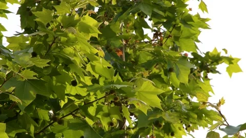 Sunlit Green Plane Tree Leaves Swaying in Summer Breeze Stock Footage 338051175