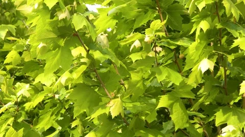 Sunlit Green Plane Tree Leaves Swaying Gently in the Wind Stock Footage 338053639