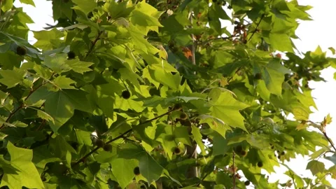 Sunlit Green Plane Tree Leaves Swaying in the Summer Breeze Stock Footage 338054730