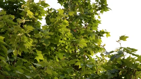 Sunlit Green Plane Tree Leaves Swaying in the Wind Stock Footage 338319312