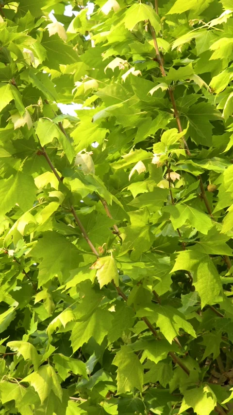 Sunlit Green Plane Tree Leaves Swaying Gently in the Wind Stock Footage 338374970