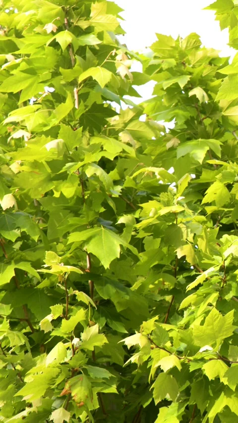 Sunlit Green Plane Tree Leaves Swaying in the Wind Stock Footage 338427521