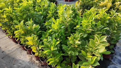 Sunlit Green Potted Plants Showcase Growth Stock Footage 292161420