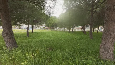 Sunlit Green Public Park with Pine Trees and Lush Grass in Spring Season Stock Footage 337911793