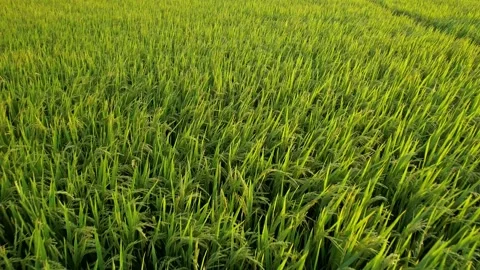 Sunlit Green Rice Field Bliss Stock Footage 289012191