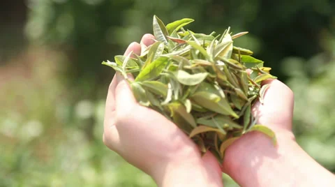 Sunlit Green Tea Leaves: Held in Gentle Hands Stock Footage 36266049