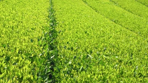 Sunlit Green Tea Plantation Rows Revealed in Close Up Panning Shot 库存影片 341549283