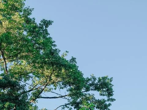 Sunlit Green Tree Canopy with Blue Sky and Copy Space 스톡 사진