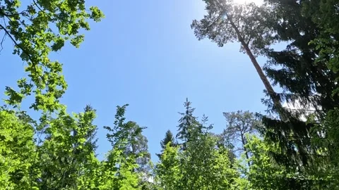Sunlit Green Tree Canopy Seen From Below in Forest Видео 340317500