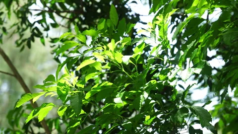 Sunlit green tree leaves swaying in gentle breeze with sparkling bokeh light Stock Footage 342915909