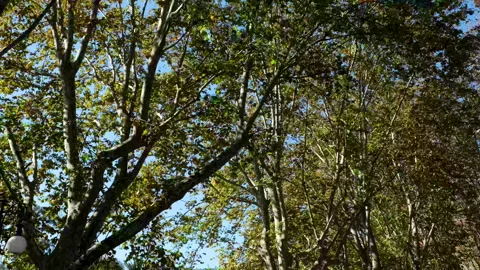 Sunlit green trees vibrant image of lush green treetops silhouetted against a Stock Footage 317814182