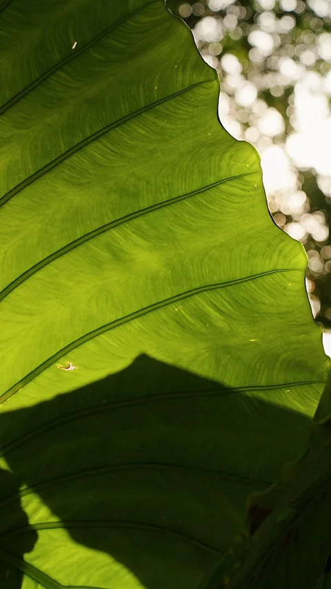 Sunlit Green Tropical Leaf Glows Outdoors, Revealing Translucent Veins, Soft Bok Stock Footage 343557238