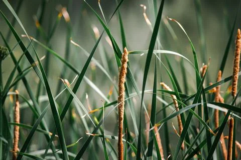 Sunlit green Typha latifolia reeds with brown fluffy cattail spikes Stock Photos