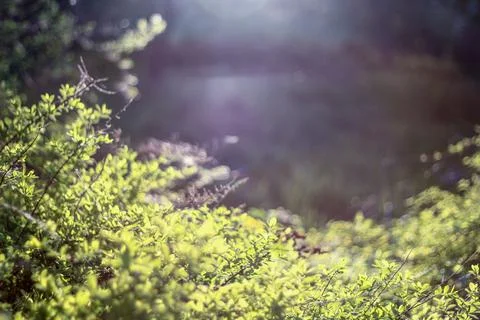 Sunlit Greenery Foto stock
