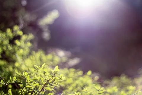 Sunlit Greenery Foto stock