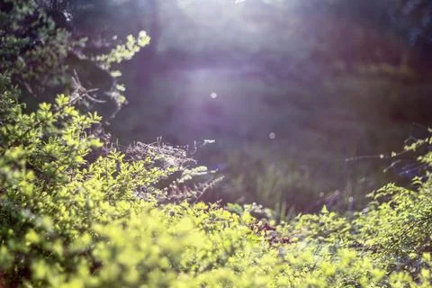 Sunlit Greenery Stock Photos