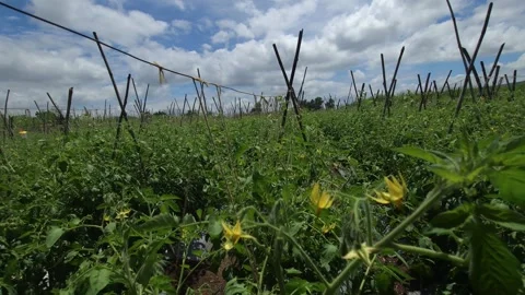Sunlit grid layout of a commercial tomato plantation highlights vertical wooden  Stock Footage 345663271