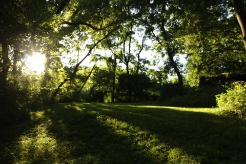Sunlit Grove Stock Photos