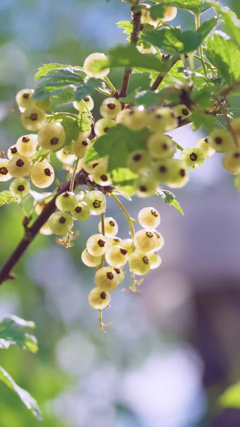 Sunlit hanging clusters of pale yellow currants swaying on thin woody stems unde Stock Footage 342055807