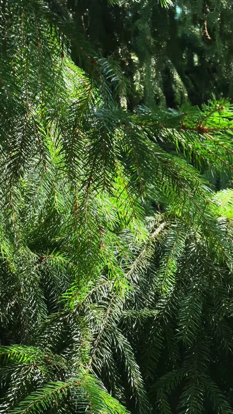 Sunlit hanging conifer branches gently swaying in a light breeze for forest.. Stock-Footage 342528815