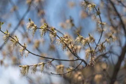 Sunlit hazel catkins on branches, delicate male flowers releasing pollen ag.. Stock Photos