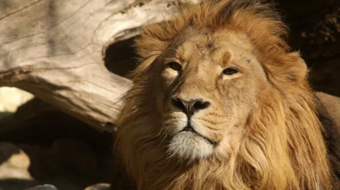 Sunlit head close up of drowsy Asian lion, calm lying on fallen tree background. Stock Footage 46438958