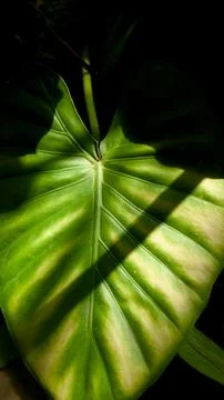 Sunlit Heart-Shaped Leaf Shadows Stock Photos