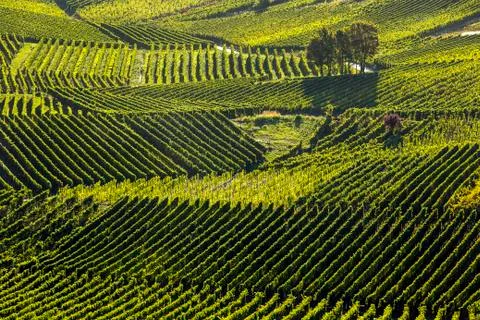 Sunlit hillside with rows of grapevines on slopes in many directions Stock-Fotos