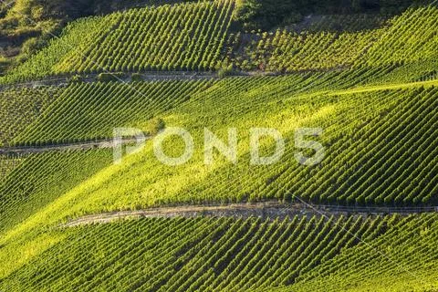Sunlit hillside with rows of grapevines on slopes,Remich, Luxembourg Stock Photos