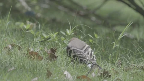 Sunlit Hoopoe Raising Crest in Grass Stock-Footage 343579182