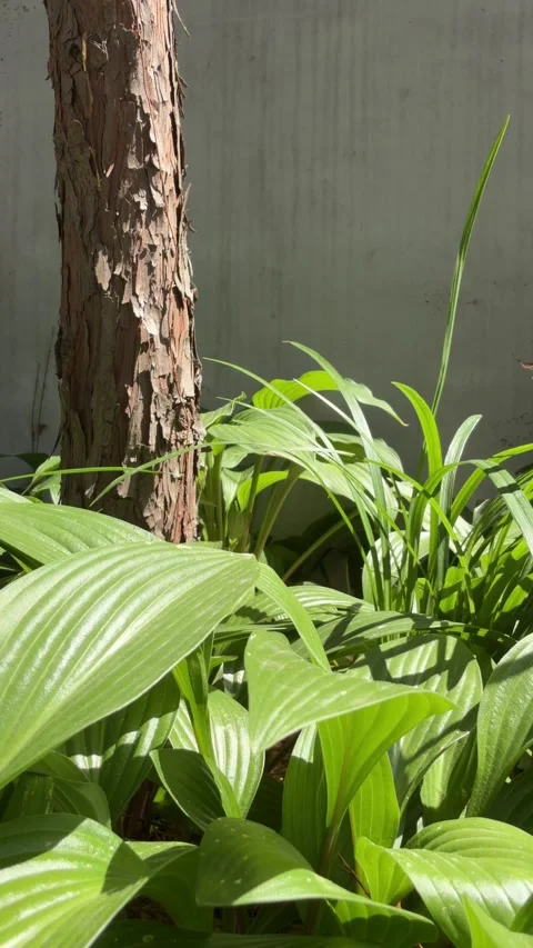 Sunlit Hosta Leaves Beside a Rough Tree Trunk and Gray Concrete Wall Stock Footage 340420681