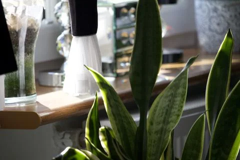 Sunlit houseplants by a window Stock Photos