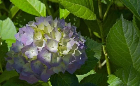 Sunlit hydrangea Stock Photos
