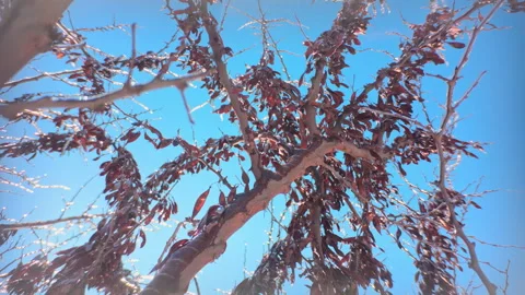Sunlit icicles on tree branch with smooth camera movement downwards, bottom-up Stock Footage 341283641