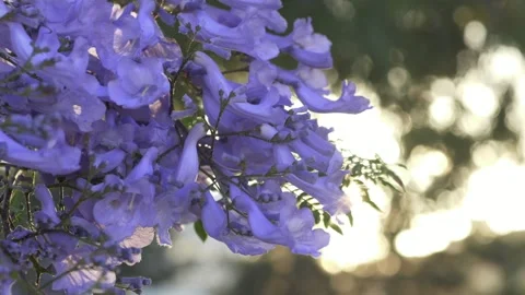 Sunlit jacaranda flowers blooming against bright background create relaxing Stock Footage 335653642