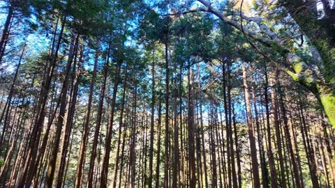 Sunlit Japanese Cedar Forest Pan Stockbeeldmateriaal 334704583