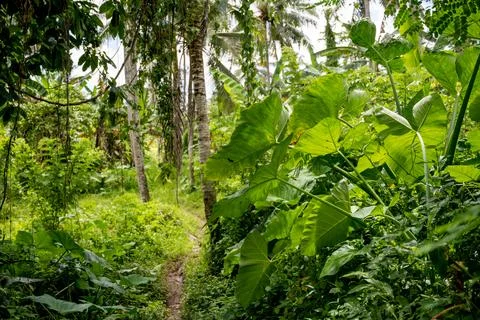 Sunlit Jungle Path Through Ubud Countryside Stock Photos