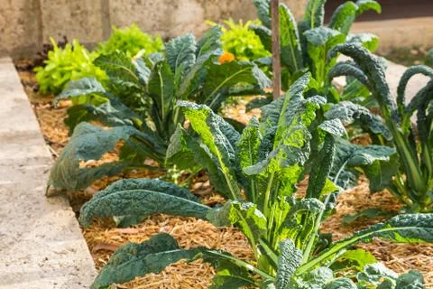 Sunlit Kale growing Foto stock