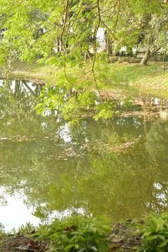 Sunlit lake surface with tree reflections 库存照片