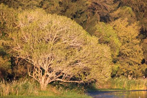 Sunlit Lakeside Tree Stock Photos