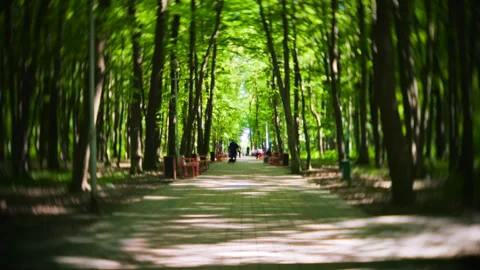 Sunlit lane runs through a dense green park with tall deciduous trees. Video stock 337129606