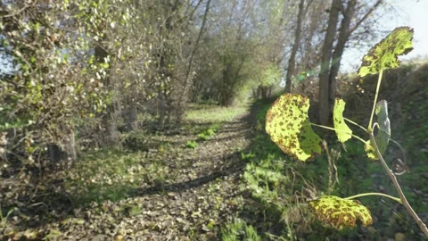 Sunlit leaf close up along wooded dirt trail Video stock 342002329