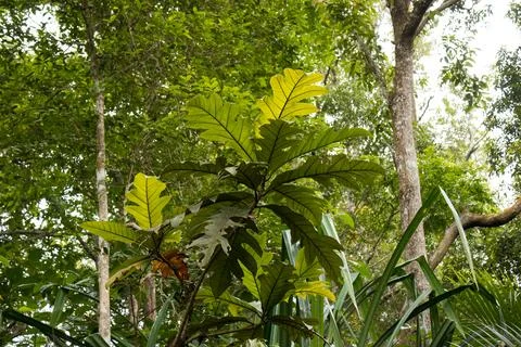 Sunlit Leaf Glowing in Tropical Forest, Penang Hill, Malaysia 库存照片