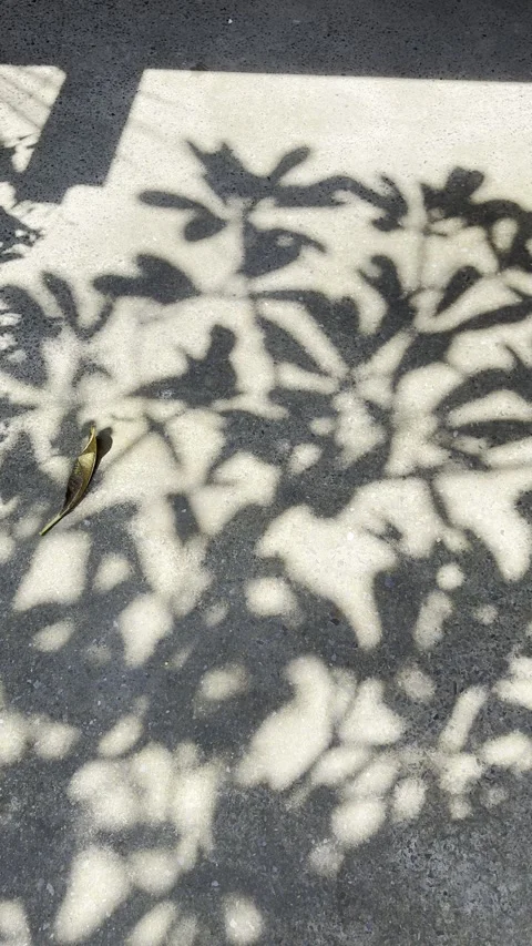 Sunlit Leaf Shadow Pattern with Fallen Leaf on Concrete Floor 스톡 동영상 329906796