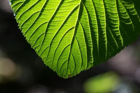 Sunlit Leaf Texture Stock Photos