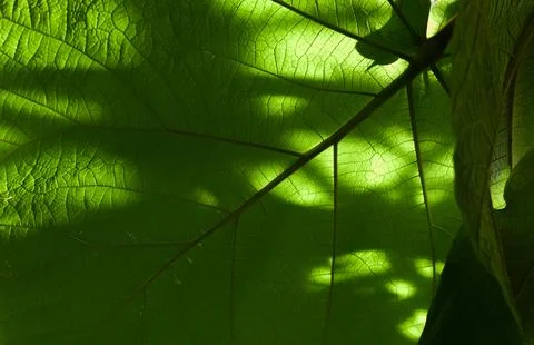 Sunlit Leaf Veins, Dramatic Shadows Stock Photos