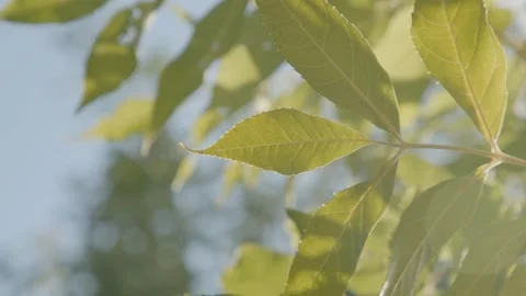 Sunlit leafy branch dancing gently in afternoon breeze against blue sky Stock Footage 306628922