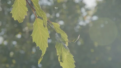 Sunlit leafy branch dancing gently in afternoon breeze Stock Footage 306628950