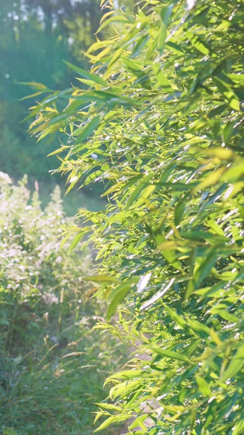 Sunlit leafy hedge with shifting focus, glinting highlights, and side-view paral Stock Footage 341884079